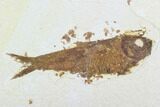 Bargain, Detailed Fossil Fish (Knightia) - Wyoming #99777-1